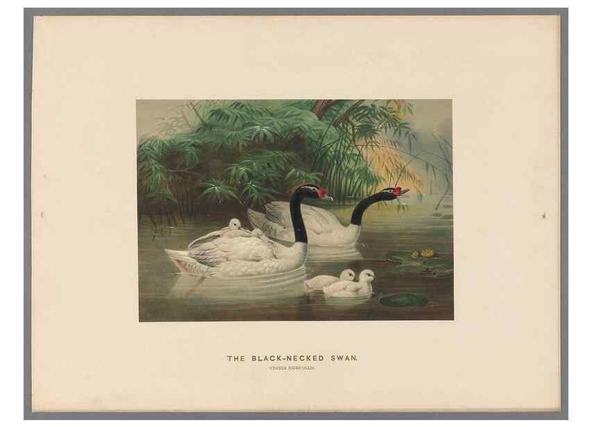 Reproducción/Reproduction 49419081451: Zoological sketches /. London :Henry Graves,1861-1867.. 