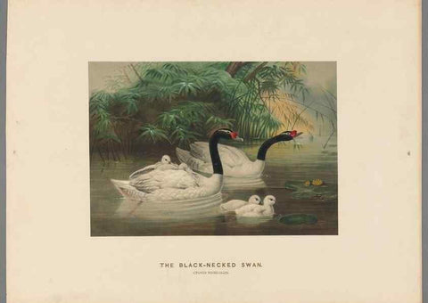 Reproducción/Reproduction 49419081451: Zoological sketches /. London :Henry Graves,1861-1867.. 