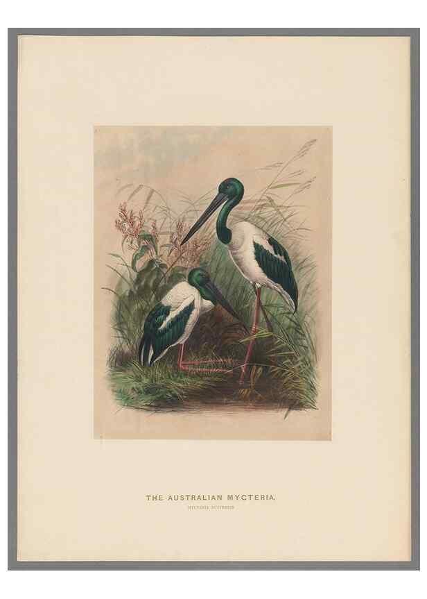 Reproducción/Reproduction 49418611423: Zoological sketches /. London :Henry Graves,1861-1867.. 