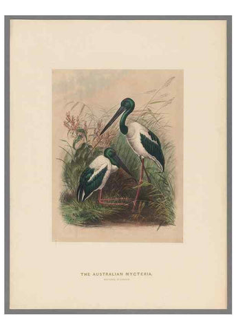 Reproducción/Reproduction 49418611423: Zoological sketches /. London :Henry Graves,1861-1867.. 