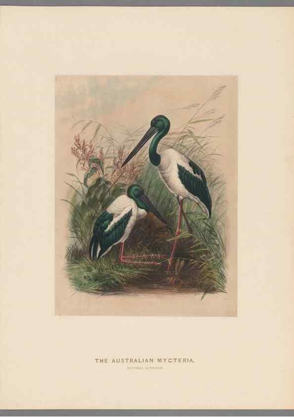 Reproducción/Reproduction 49418611423: Zoological sketches /. London :Henry Graves,1861-1867.. 