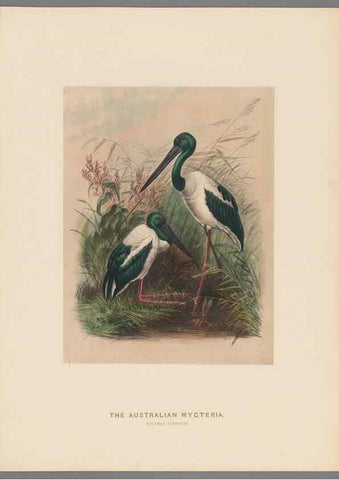 Reproducción/Reproduction 49418611423: Zoological sketches /. London :Henry Graves,1861-1867.. 