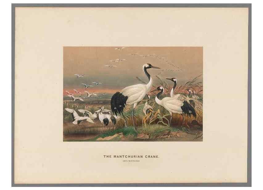 Reproducción/Reproduction 49419299837: Zoological sketches /. London :Henry Graves,1861-1867.. 