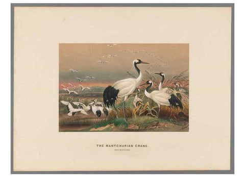 Reproducción/Reproduction 49419299837: Zoological sketches /. London :Henry Graves,1861-1867.. 