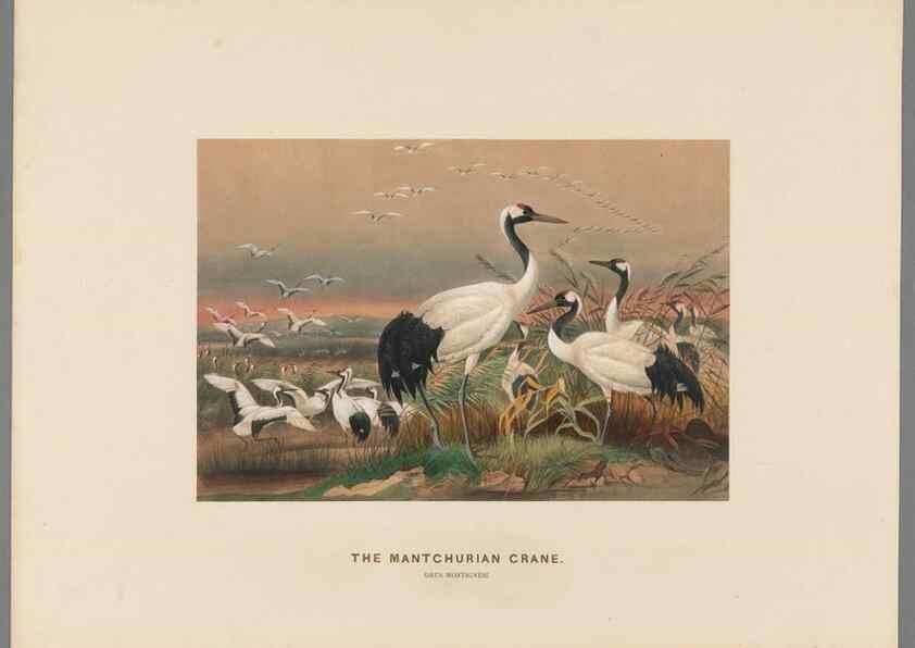 Reproducción/Reproduction 49419299837: Zoological sketches /. London :Henry Graves,1861-1867.. 