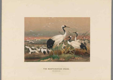 Reproducción/Reproduction 49419299837: Zoological sketches /. London :Henry Graves,1861-1867.. 