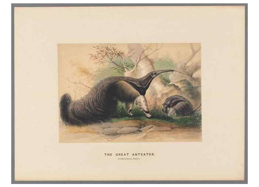 Reproducción/Reproduction 49419295897: Zoological sketches /. London :Henry Graves,1861-1867.. 