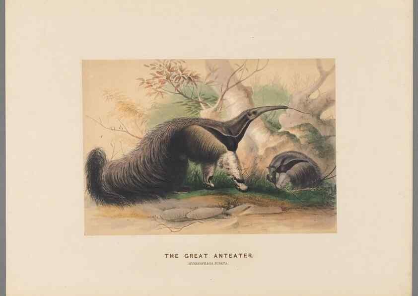 Reproducción/Reproduction 49419295897: Zoological sketches /. London :Henry Graves,1861-1867.. 
