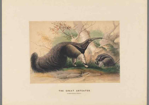 Reproducción/Reproduction 49419295897: Zoological sketches /. London :Henry Graves,1861-1867.. 