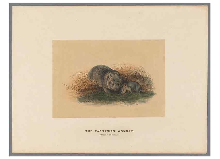 Reproducción/Reproduction 49419077376: Zoological sketches /. London :Henry Graves,1861-1867.. 
