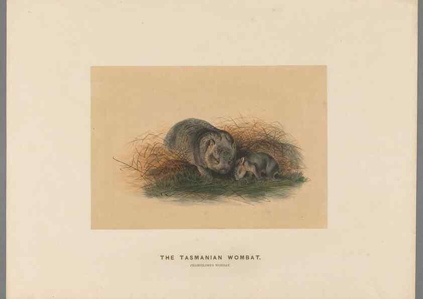 Reproducción/Reproduction 49419077376: Zoological sketches /. London :Henry Graves,1861-1867.. 