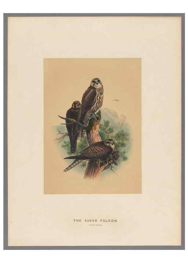 Reproducción/Reproduction 49419077616: Zoological sketches /. London :Henry Graves,1861-1867.. 