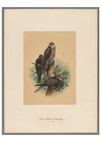 Reproducción/Reproduction 49419077616: Zoological sketches /. London :Henry Graves,1861-1867.. 