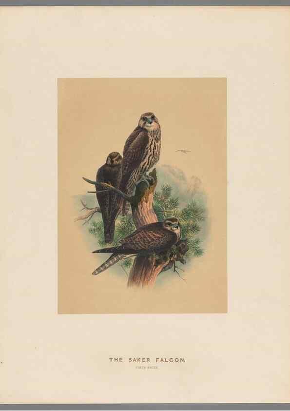 Reproducción/Reproduction 49419077616: Zoological sketches /. London :Henry Graves,1861-1867.. 