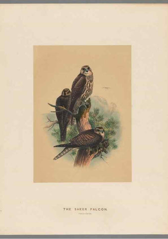 Reproducción/Reproduction 49419077616: Zoological sketches /. London :Henry Graves,1861-1867.. 
