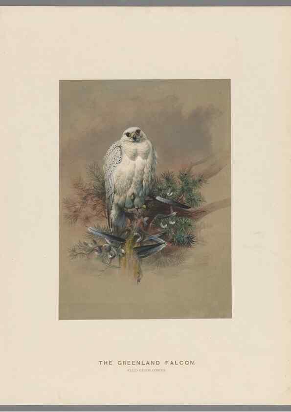 Reproducción/Reproduction 49418608333: Zoological sketches /. London :Henry Graves,1861-1867.. 