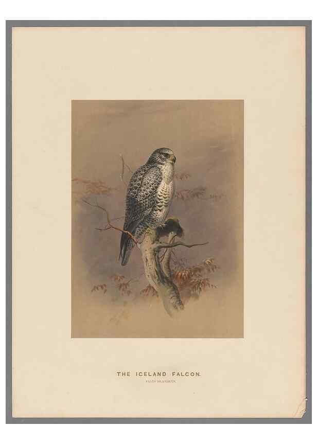 Reproducción/Reproduction 49418608588: Zoological sketches /. London :Henry Graves,1861-1867.. 
