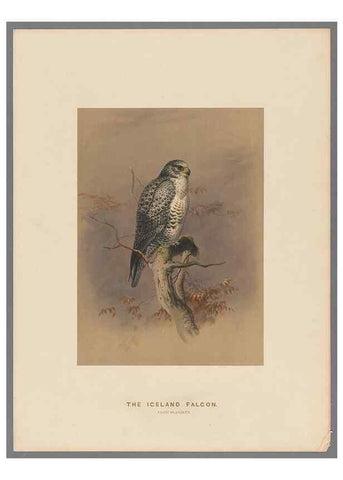 Reproducción/Reproduction 49418608588: Zoological sketches /. London :Henry Graves,1861-1867.. 