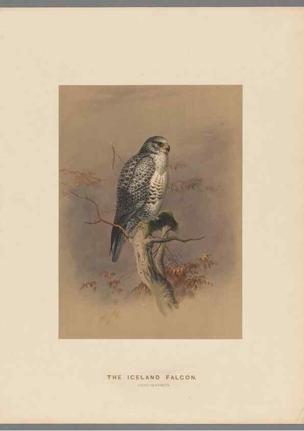 Reproducción/Reproduction 49418608588: Zoological sketches /. London :Henry Graves,1861-1867.. 