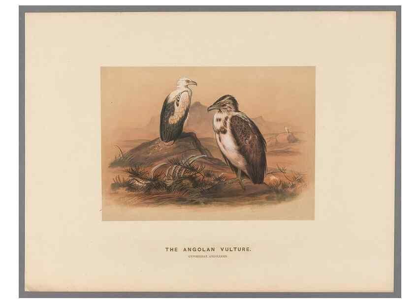 Reproducción/Reproduction 49419078426: Zoological sketches /. London :Henry Graves,1861-1867.. 