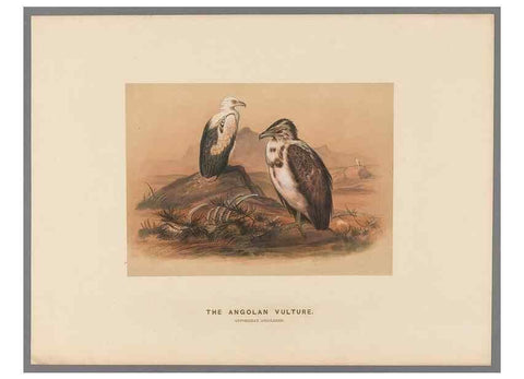 Reproducción/Reproduction 49419078426: Zoological sketches /. London :Henry Graves,1861-1867.. 