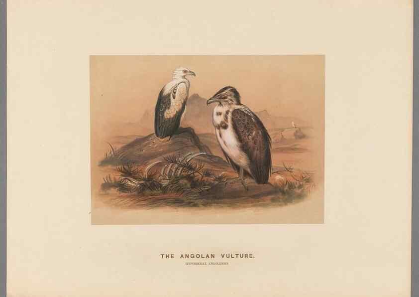 Reproducción/Reproduction 49419078426: Zoological sketches /. London :Henry Graves,1861-1867.. 