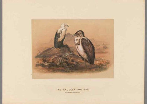Reproducción/Reproduction 49419078426: Zoological sketches /. London :Henry Graves,1861-1867.. 
