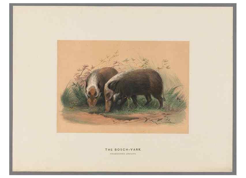 Reproducción/Reproduction 49418607008: Zoological sketches /. London :Henry Graves,1861-1867.. 