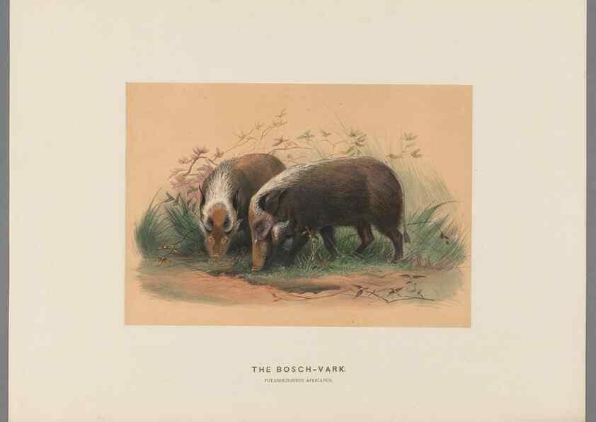 Reproducción/Reproduction 49418607008: Zoological sketches /. London :Henry Graves,1861-1867.. 