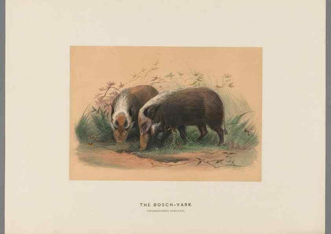 Reproducción/Reproduction 49418607008: Zoological sketches /. London :Henry Graves,1861-1867.. 