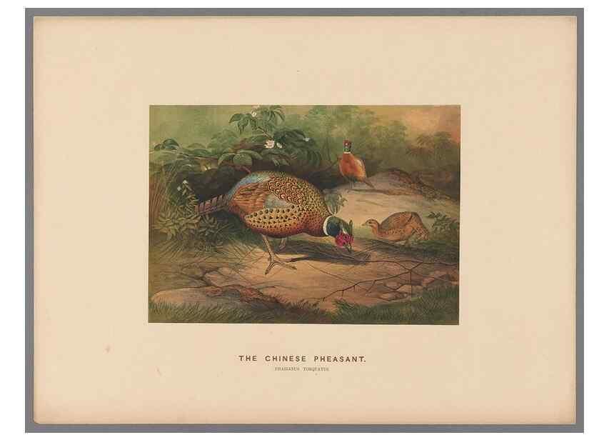 Reproducción/Reproduction 49418609063: Zoological sketches /. London :Henry Graves,1861-1867.. 