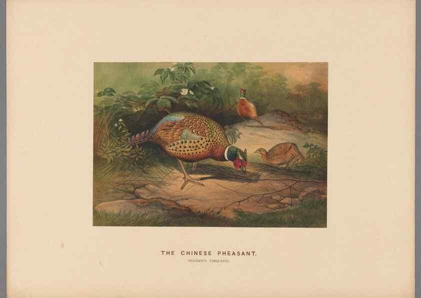 Reproducción/Reproduction 49418609063: Zoological sketches /. London :Henry Graves,1861-1867.. 