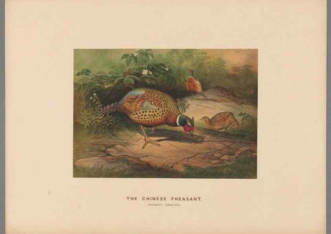 Reproducción/Reproduction 49418609063: Zoological sketches /. London :Henry Graves,1861-1867.. 