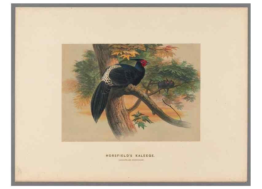 Reproducción/Reproduction 49419298017: Zoological sketches /. London :Henry Graves,1861-1867.. 