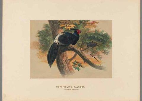 Reproducción/Reproduction 49419298017: Zoological sketches /. London :Henry Graves,1861-1867.. 