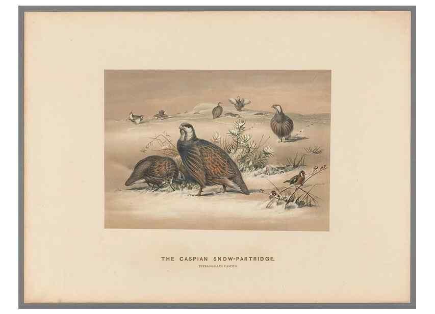 Reproducción/Reproduction 49418609793: Zoological sketches /. London :Henry Graves,1861-1867.. 