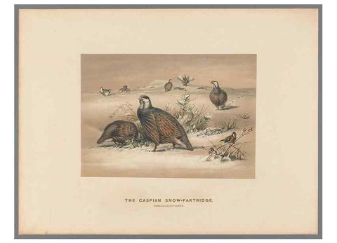 Reproducción/Reproduction 49418609793: Zoological sketches /. London :Henry Graves,1861-1867.. 