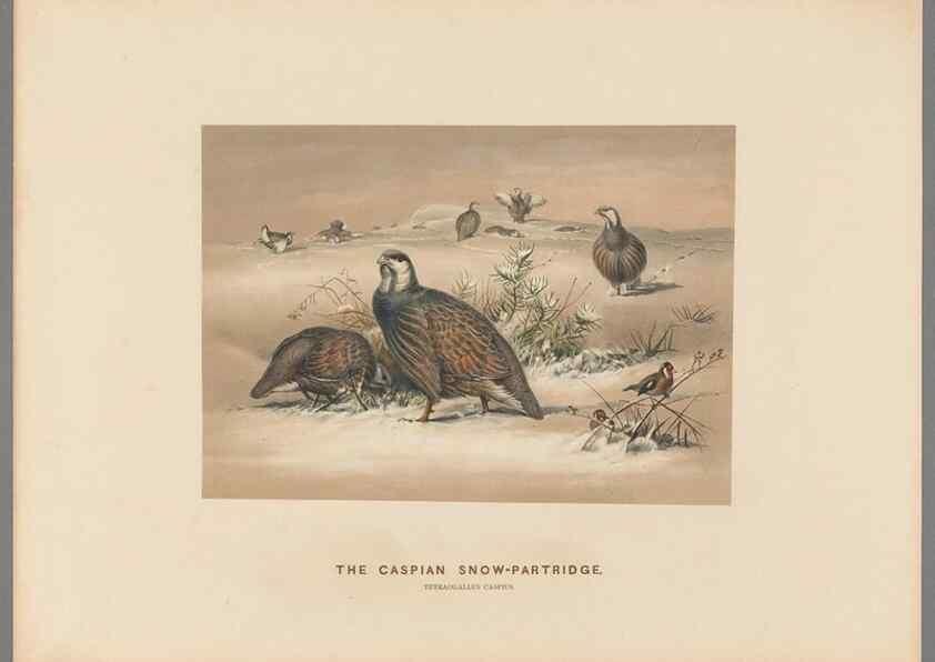 Reproducción/Reproduction 49418609793: Zoological sketches /. London :Henry Graves,1861-1867.. 