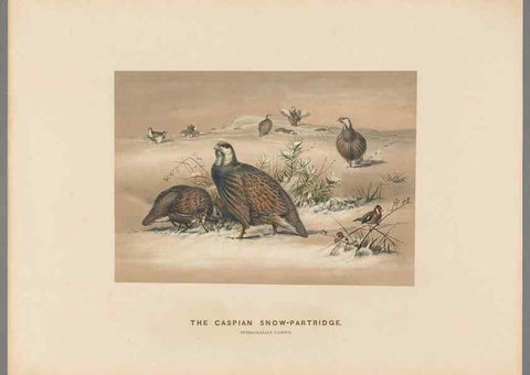 Reproducción/Reproduction 49418609793: Zoological sketches /. London :Henry Graves,1861-1867.. 