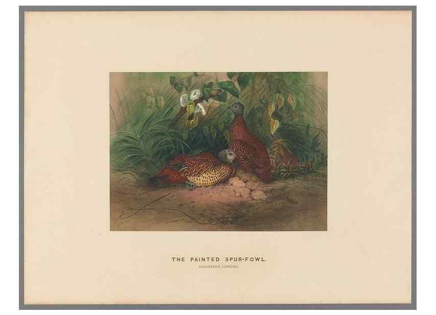 Reproducción/Reproduction 49419079796: Zoological sketches /. London :Henry Graves,1861-1867.. 
