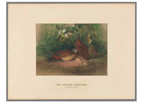 Reproducción/Reproduction 49419079796: Zoological sketches /. London :Henry Graves,1861-1867.. 