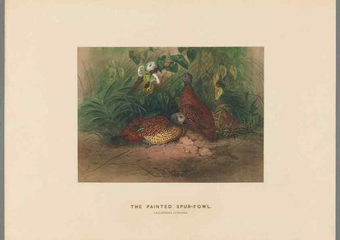 Reproducción/Reproduction 49419079796: Zoological sketches /. London :Henry Graves,1861-1867.. 