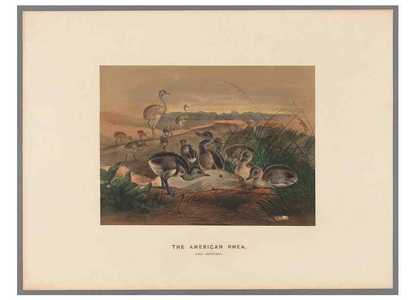 Reproducción/Reproduction 49419298832: Zoological sketches /. London :Henry Graves,1861-1867.. 