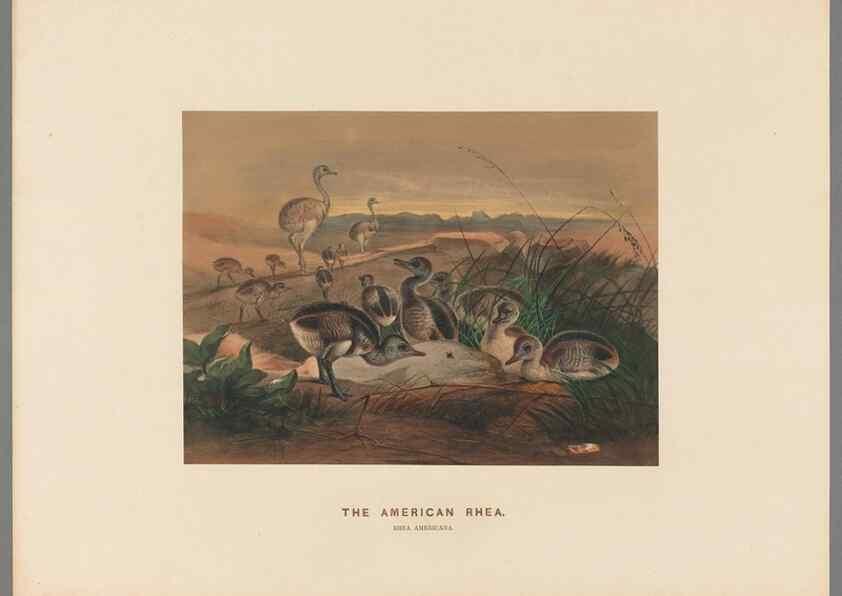 Reproducción/Reproduction 49419298832: Zoological sketches /. London :Henry Graves,1861-1867.. 