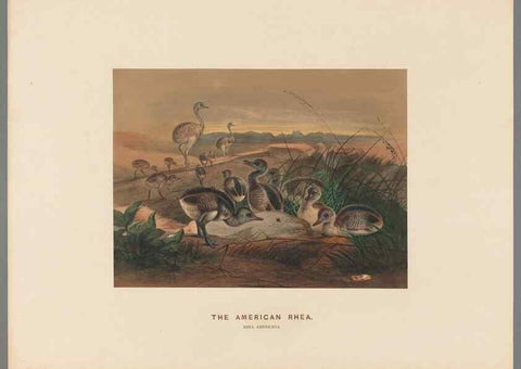 Reproducción/Reproduction 49419298832: Zoological sketches /. London :Henry Graves,1861-1867.. 