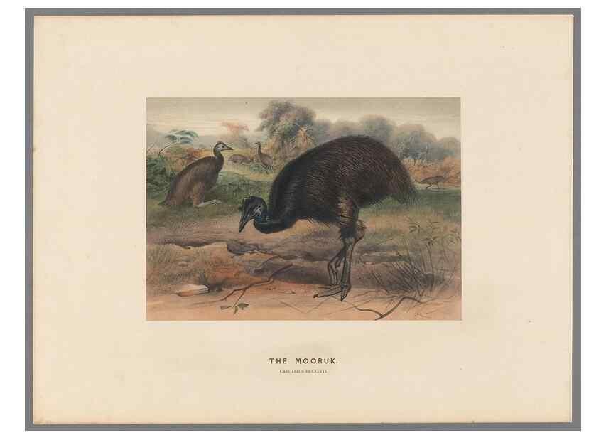 Reproducción/Reproduction 49419299117: Zoological sketches /. London :Henry Graves,1861-1867.. 