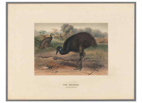 Reproducción/Reproduction 49419299117: Zoological sketches /. London :Henry Graves,1861-1867.. 