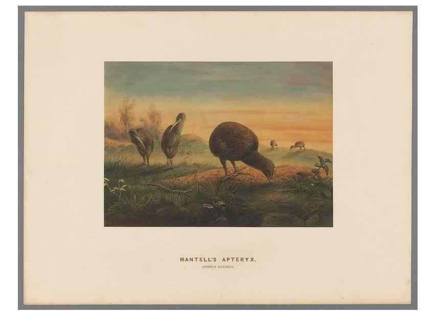 Reproducción/Reproduction 49418610738: Zoological sketches /. London :Henry Graves,1861-1867.. 