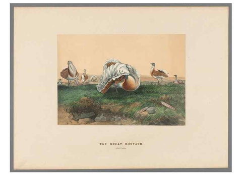Reproducción/Reproduction 49418610943: Zoological sketches /. London :Henry Graves,1861-1867.. 