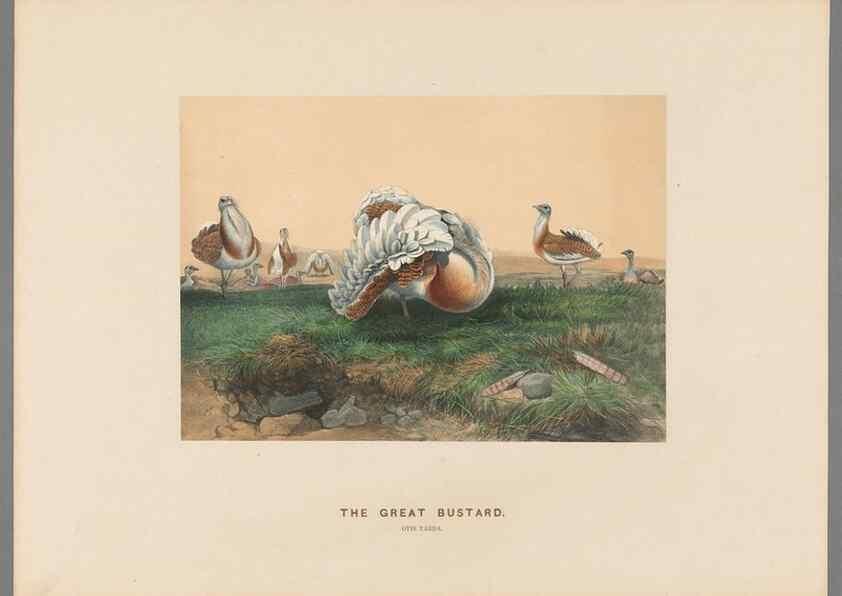 Reproducción/Reproduction 49418610943: Zoological sketches /. London :Henry Graves,1861-1867.. 